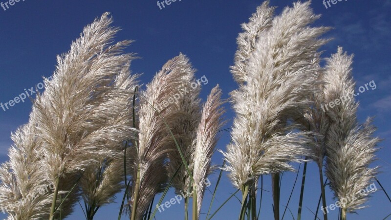 Planted Reed Sea Grass Sky Summer