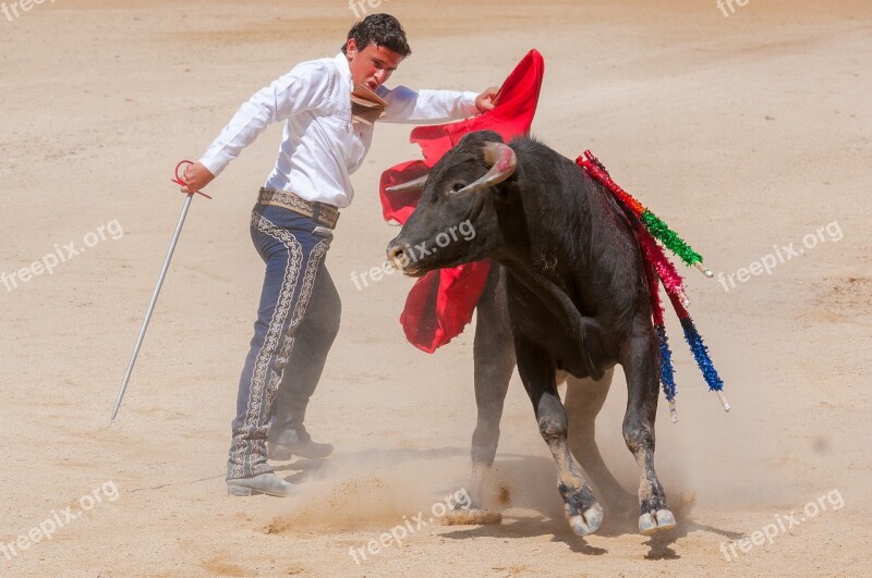 Bolsin Bullfight Bull Arena Toreador