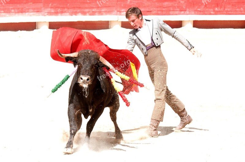 Bolsin Bullfight Bull Arena Toreador