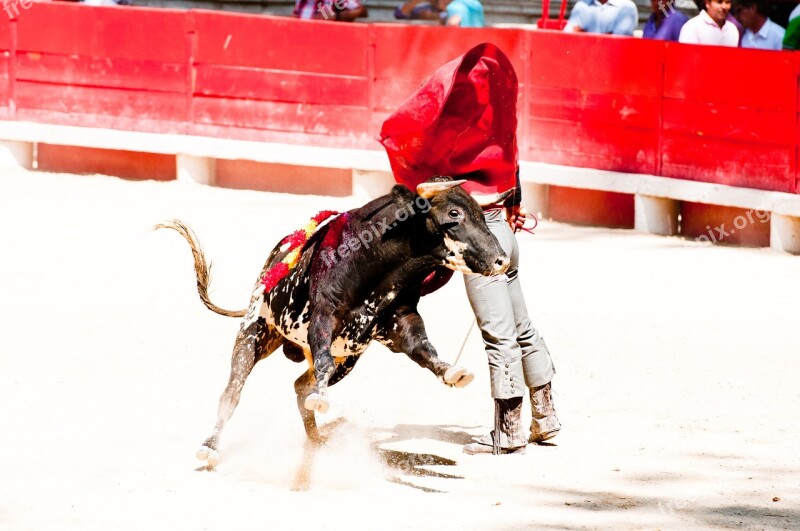 Bolsin Bullfight Bull Arena Toreador