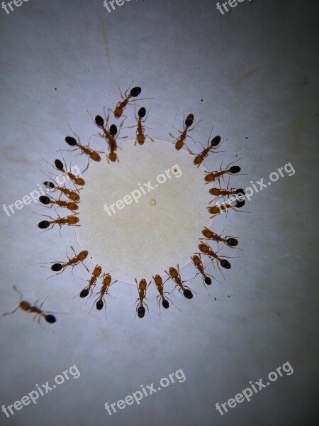 Macro Photography Ant Ants Honey