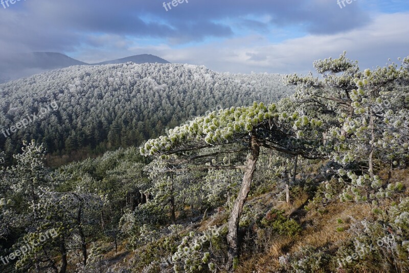 Wintry Winter Atmosphere Winter Trees Ripe