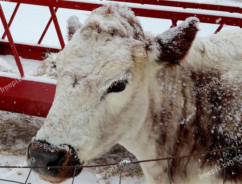 Cow Head Portrait Snow White