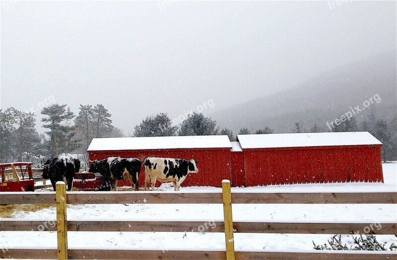 Cow Snow White Red Fence