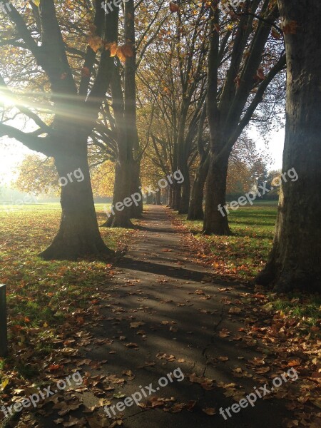 Autumn Path Walk In The Park Rays Of Light Trees