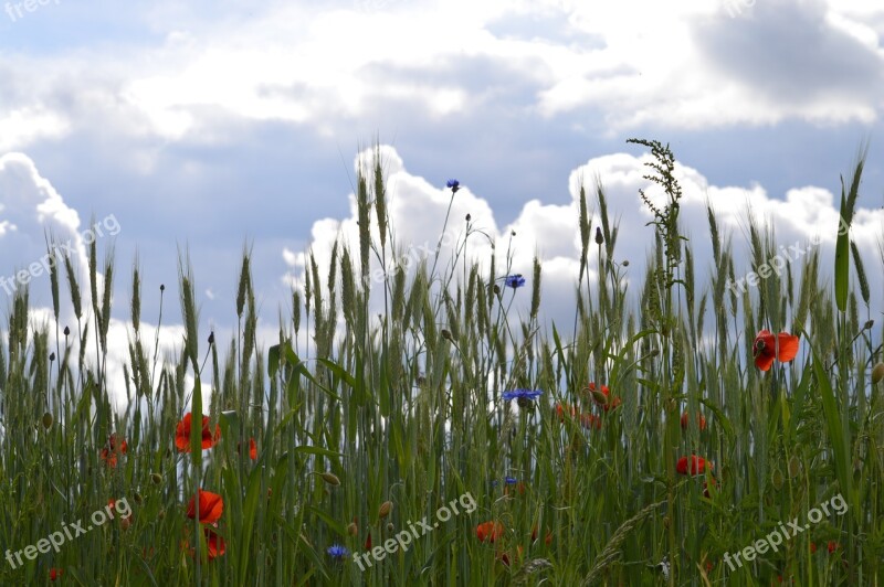 Clouds Flowers Red Poppy Cornflower Field