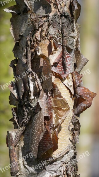 Tree Bark Structure Tree Trunk Tree Bark