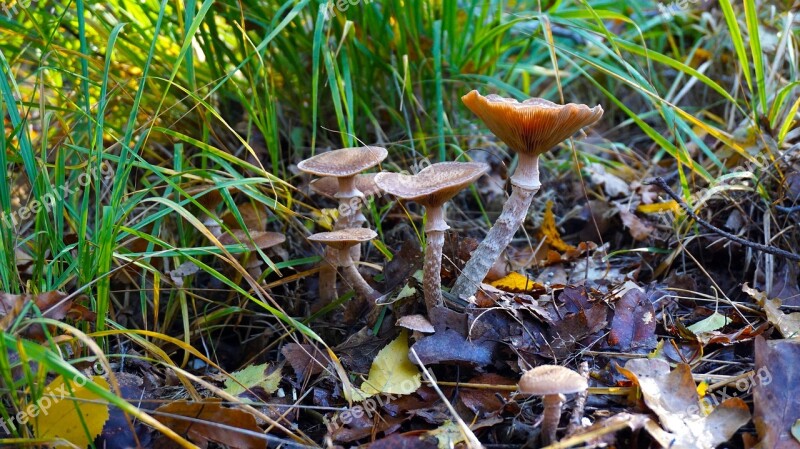 Mushroom Agaric Nature Mushrooms Autumn