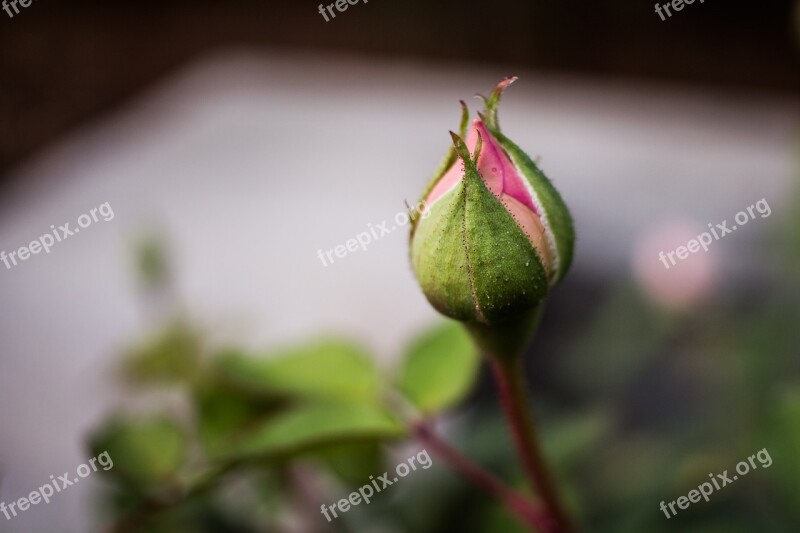 Flower Bud Bloom Blooming Blossom Botanical