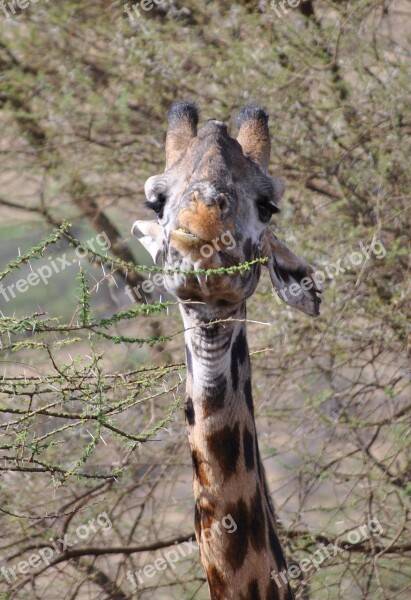 Giraffe Serengeti Africa Tanzania Serengeti Park