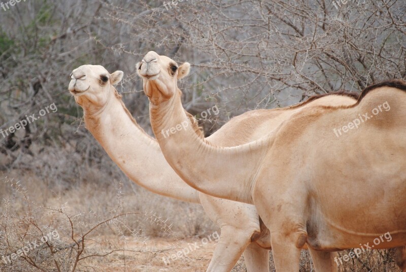 Kenya Africa Camels National Park Free Photos