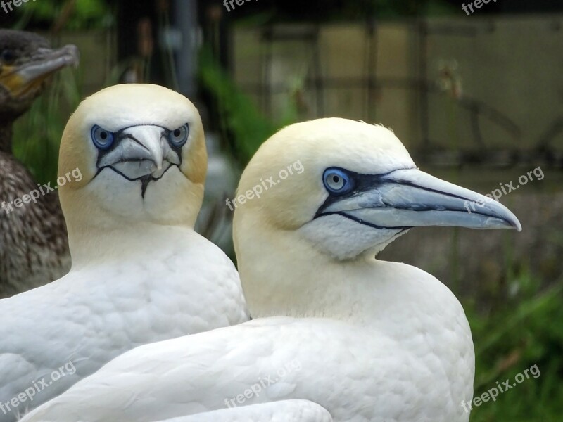 Boobies Northern Gannet Sea Birds Bird White