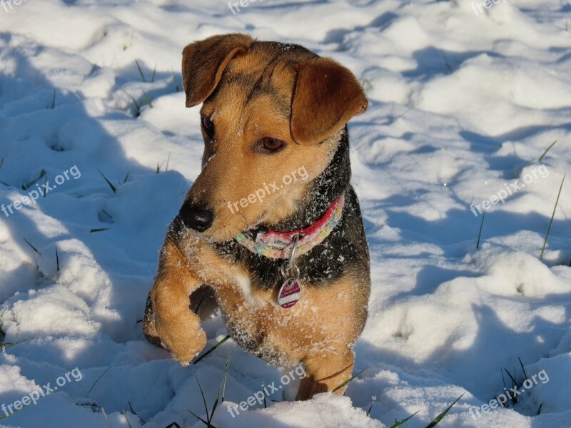 Dog Snow Paw Winter Snow Dog