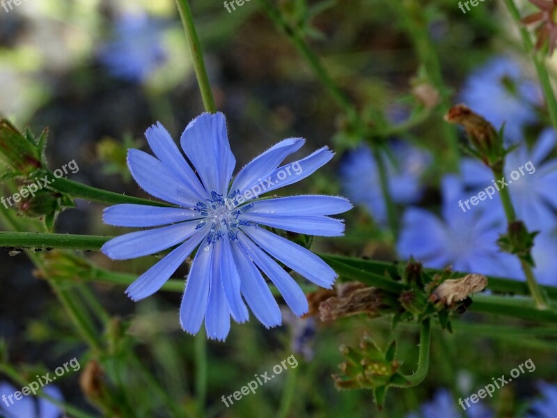 Chicory Flower Blossom Bloom Common Chicory