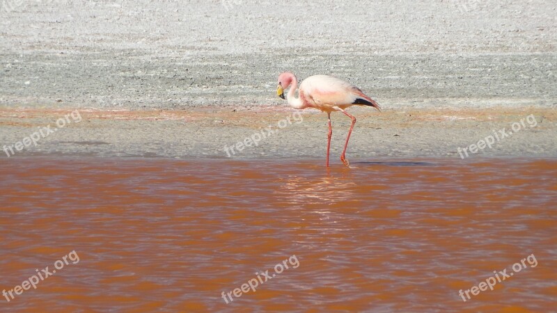 Flamingos Bolivia Uyuni Potosi Free Photos