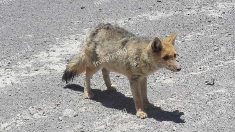 Fox Zorro Bolivia Salar Uyuni