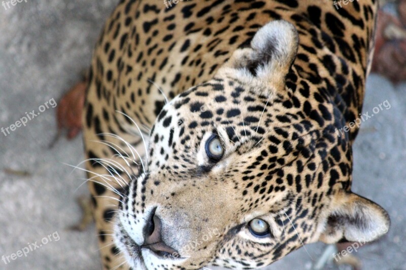 Jaguar Panthera Onca Predatory Cat Wild Cat Beast Of Prey