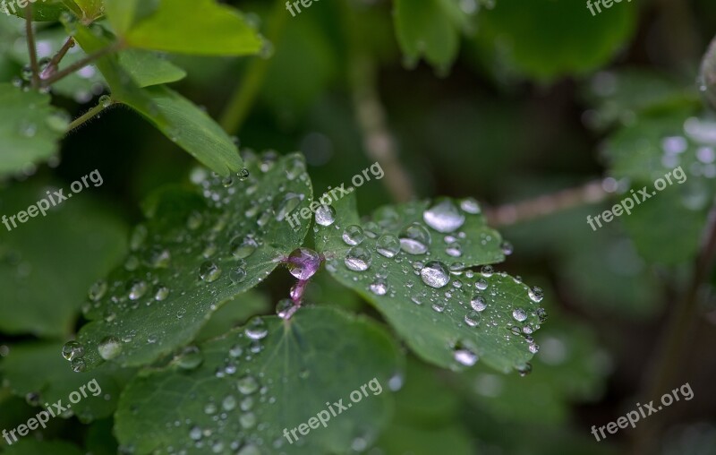 Drops Droplet Water Clear Liquid