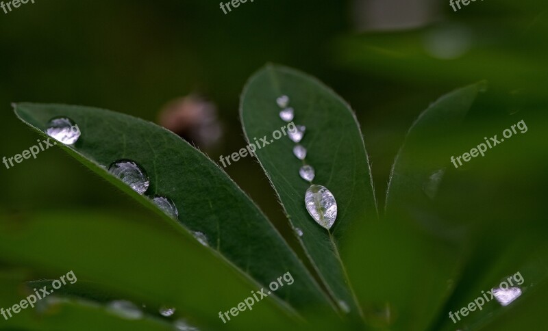 Drops Droplet Water Clear Liquid