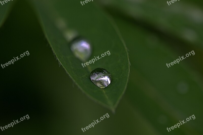 Drops Droplet Water Clear Liquid