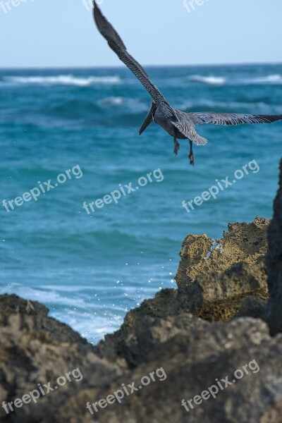 Sea Ocean Bird Cormorant Water