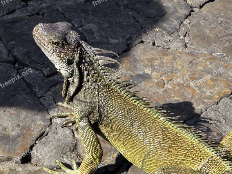 Ecuador Iguana Green Crete Reptile