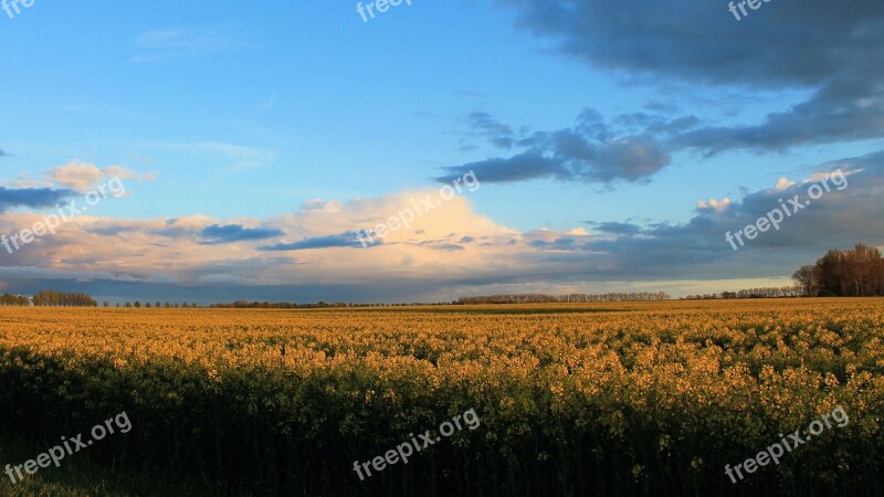 Landscape Nature Fields Oilseed Rape Field Of Rapeseeds