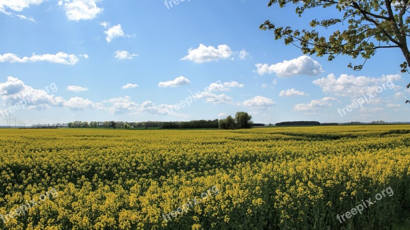 Landscape Nature Fields Oilseed Rape Field Of Rapeseeds