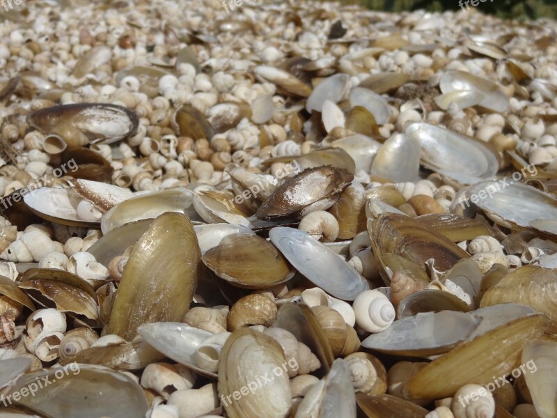 Shells Nature Seashore Ocean Beach