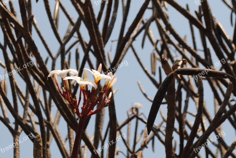 Plant Tree Blossom Bloom Africa