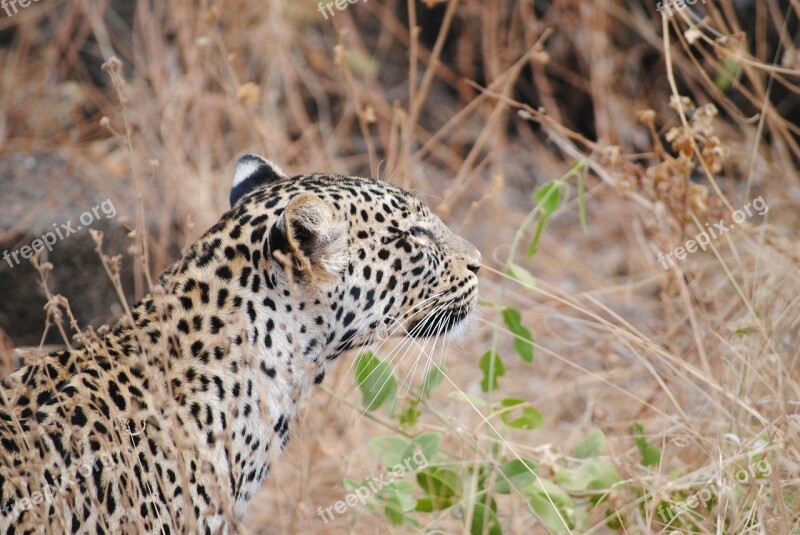 Leopard Tsavo National Park Kenya Safari