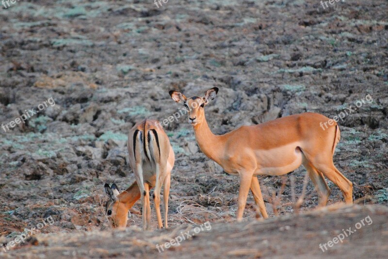 Zambia Safari Wild Zambezi South Luangwa