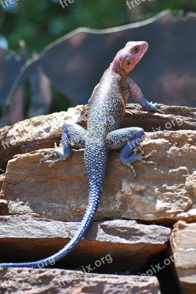 Gecko Lizard Salamander Africa Serengeti