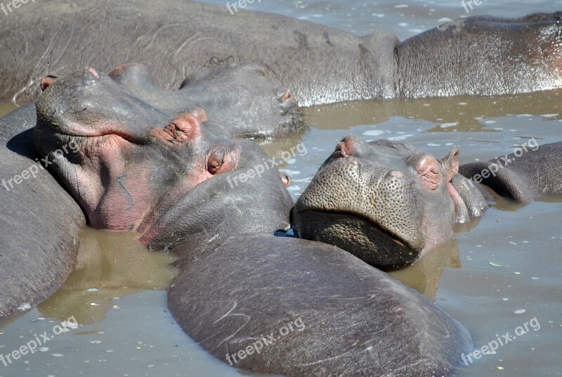 Hippo Africa Hippopotamus Water Serengeti