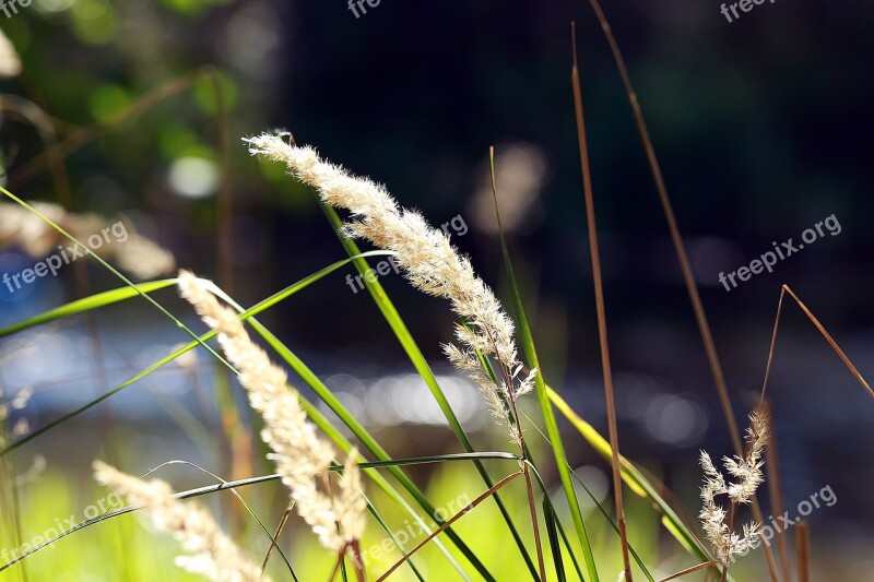 Blade Blade Of Grass Grass Meadow Nature