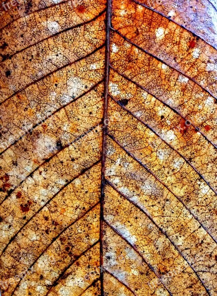 Dry Leaf Nature Autumn Free Photos