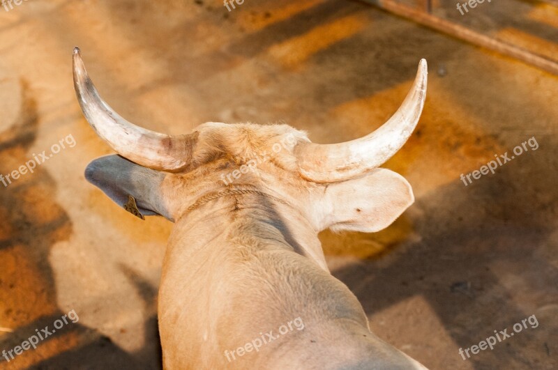 Bull Horns Cattle Animal Rodeo