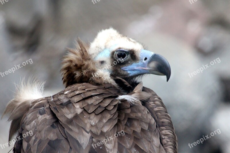 Black Vulture Brown Neck Bird Of Prey Aegypius Monachus Bird