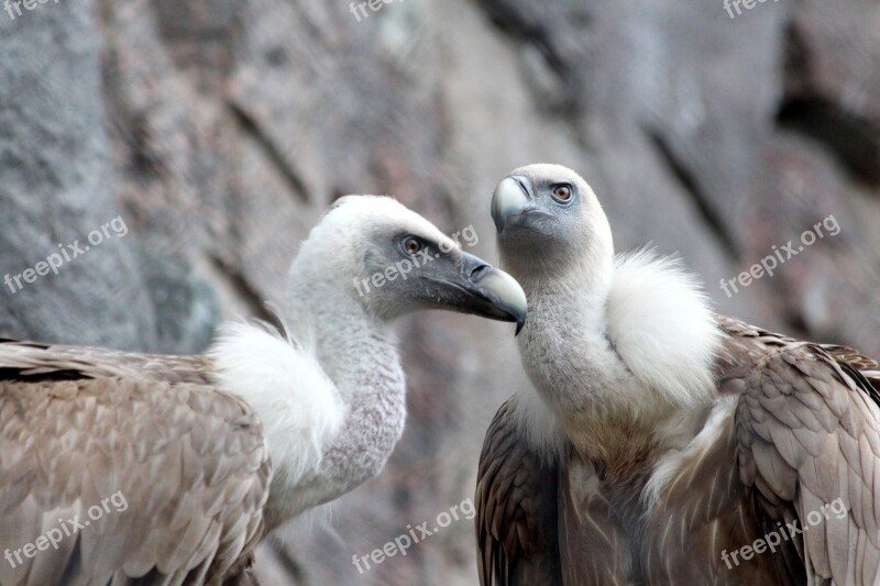 Griffon Vulture Birds Gyps Fulvus Bird Of Prey Vulture