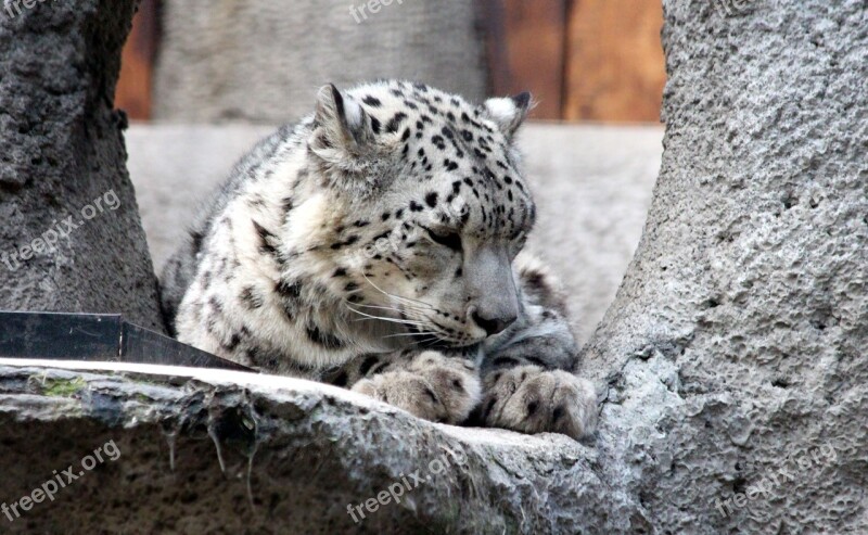 Snow Leopard Irbus Panthera Uncia Predatory Cat Wild Cat