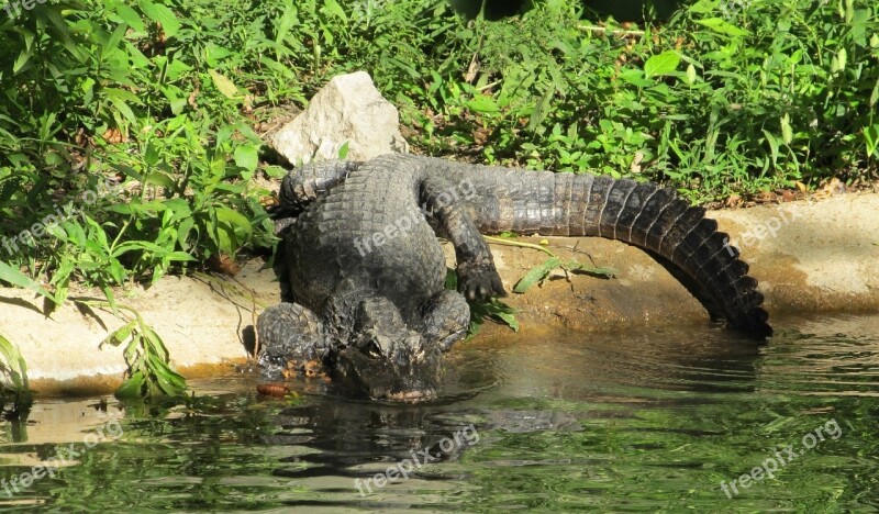 Chinese Alligator Looking Wildlife Critically Endangered Nature