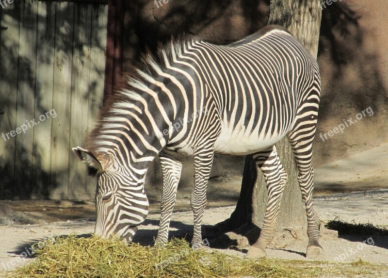 Zebra Zoo Nature Wildlife Mammal