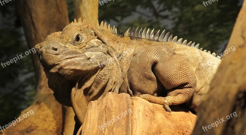 Jamaican Iguana Reptile Rare Wildlife Resting