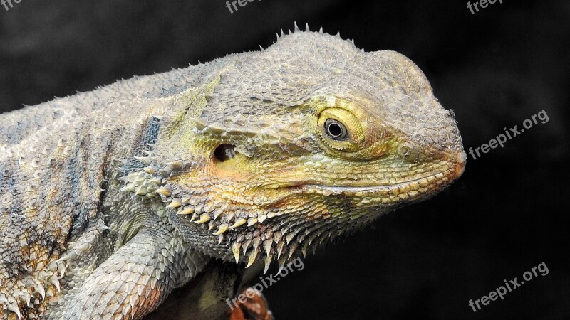 Bearded Dragon Portrait Head Reptile Lizard