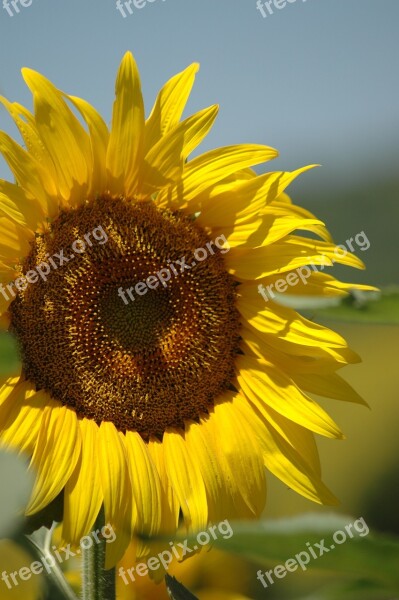 Sunflower Campaign Free Photos