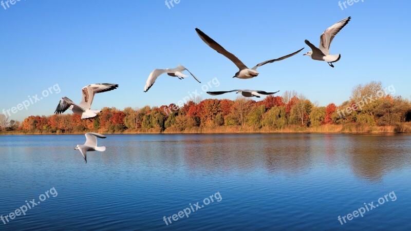 Landscape Lake Trees Gulls Birds