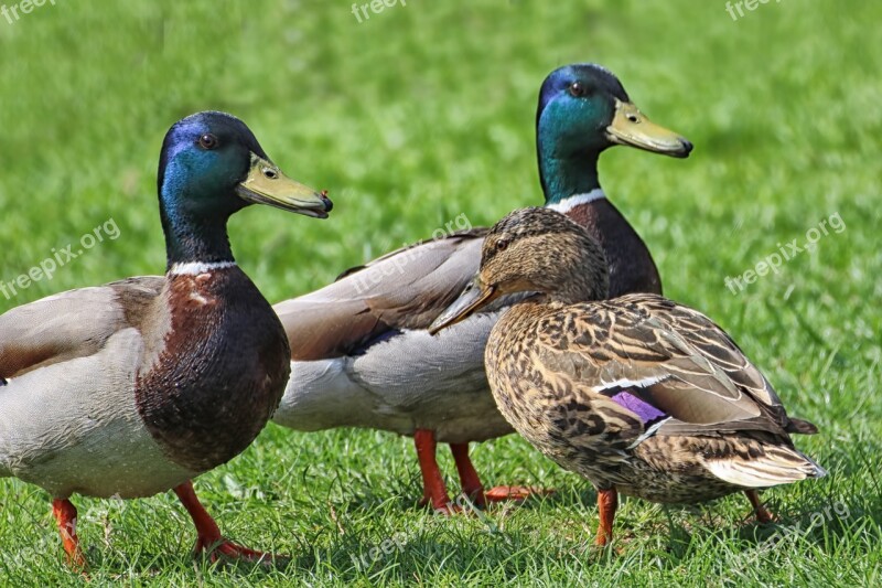 Ducks Mallards Meadow Spring Meadow Waterfowl