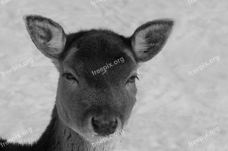 Roe Deer Fallow Deer Wild Forest Animal