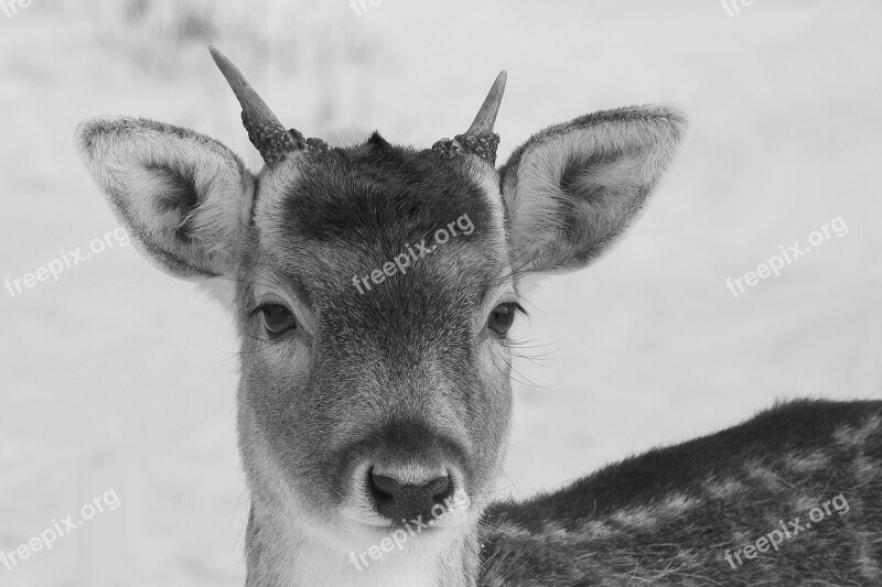 Hirsch Young-stag Fallow Deer Wild Forest