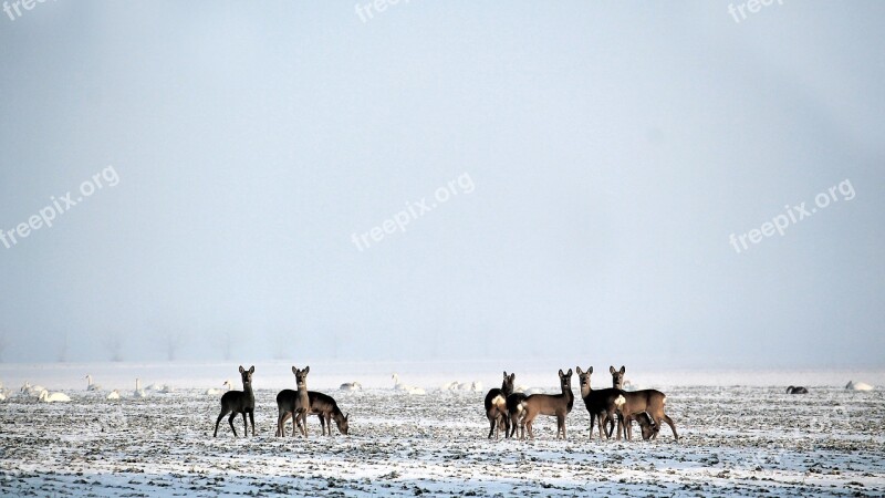 Wintry Deer Wild Fallow Deer Snow